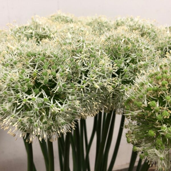 ALLIUM VIT
