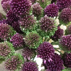 ALLIUM LITEN LILA
