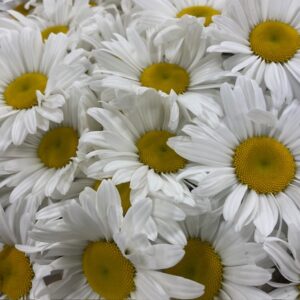PRÄSTKRAGE LEUCANTHEMUM