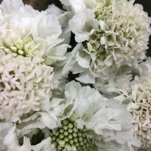 SCABIOSA VIT