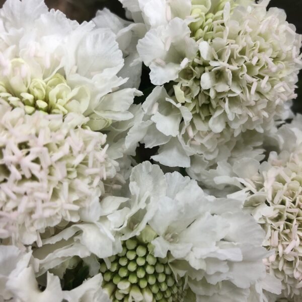 SCABIOSA VIT