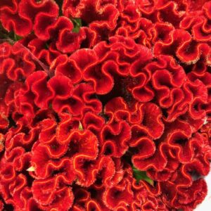 CELOSIA TUPPKAM ACT RIMA CERIS