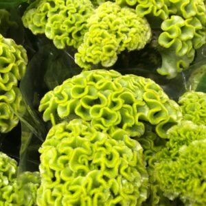 CELOSIA TUPPKAM GRÖN