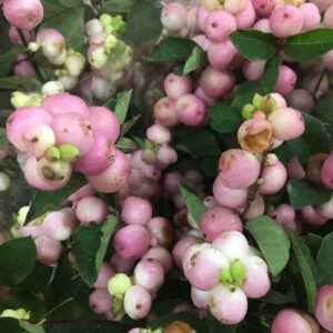 SYMPHONICARPUS SNÖBÄR ROSA