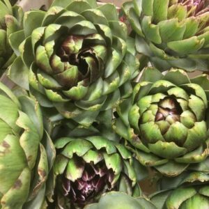 KRONÄRTSKOCKA CYNARA EX