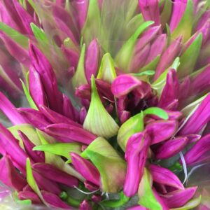 NERINE CERISE