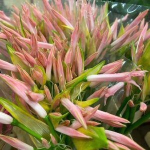 NERINE ROSA