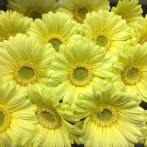 GERMINI LEMON ICE/MY LADY