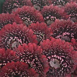 GERMINI POMPONI BLACK PEARL