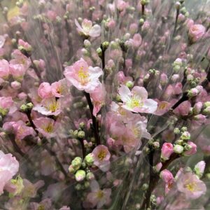 PERSIKOKVIST ROSA 40-45CM/ BUNT