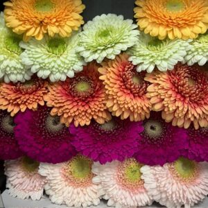 GERMINI GERPONI DUBBLA MIX I RACK X20