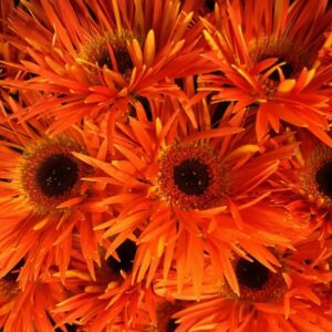 GERMINI SPINDEL ORANGE