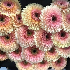 GERMINI POMPONI JAYJAY APRIKOS