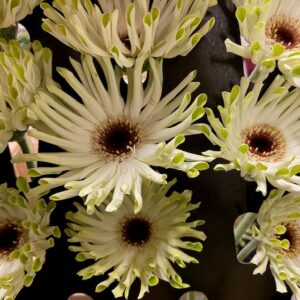 GERMINI PASTA ARONA VIT-GRÖN