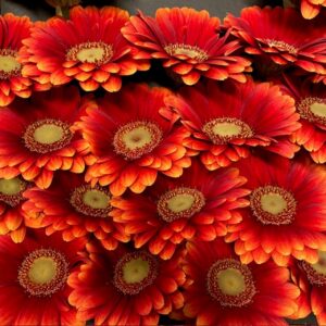 GERMINI JUANITA 2-F GUL/ORANGE