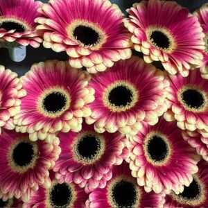 GERMINI HOLY MOLY 2-F CREME/GUL-RÖD