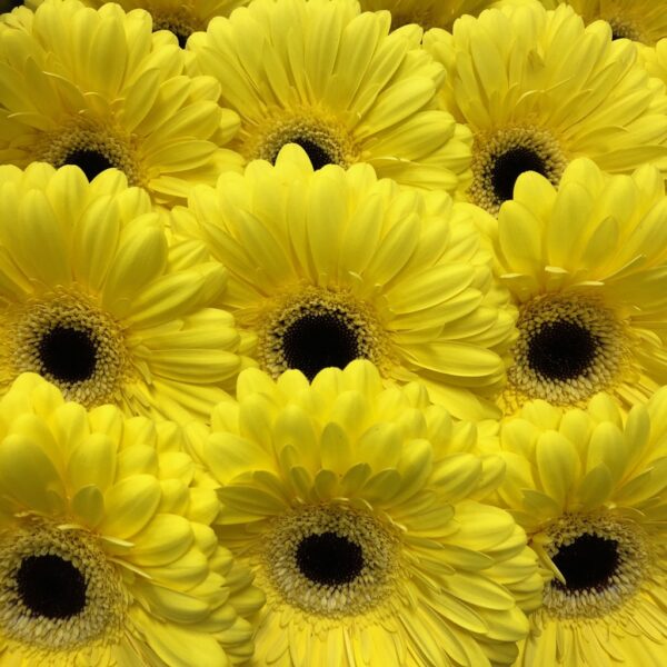 GERBERA GUL x15