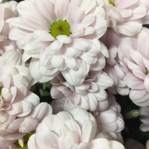 KRYSS BACARDI PEARL/BABE LJUSROSA