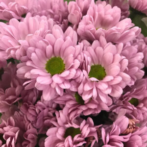 KRYSS KATINKA/SOFTONE ROSA