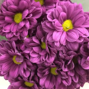 KRYSS TAHLITA/PURPLE START LILA