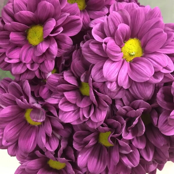 KRYSS TAHLITA/PURPLE START LILA