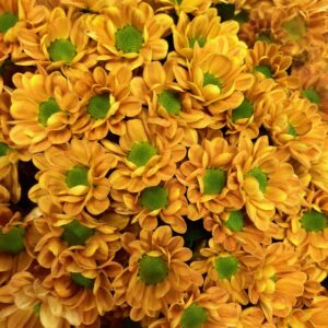 SANTINI ROSSI ORANGE