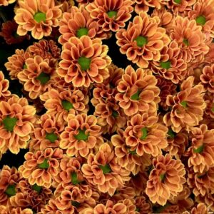 SANTINI INSTA ORANGE