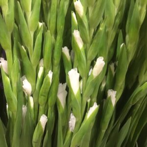 GLADIOLUS VIT