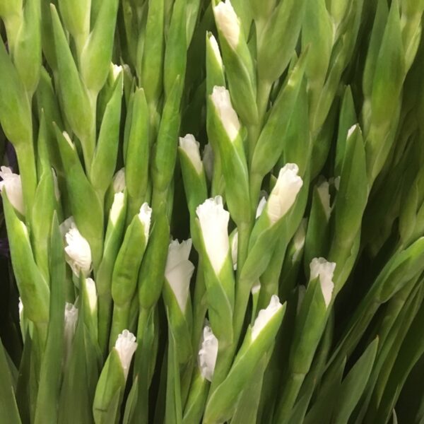 GLADIOLUS VIT
