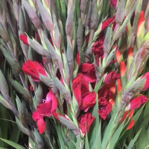 GLADIOLUS RÖD