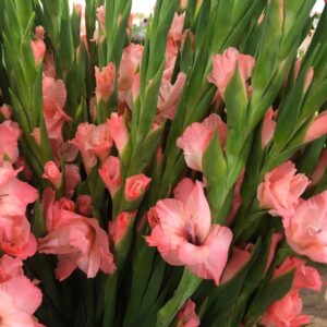 GLADIOLUS ROSA