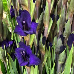 GLADIOLUS LILA