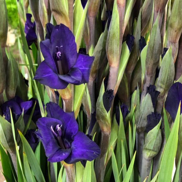 GLADIOLUS LILA