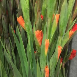 GLADIOLUS ORANGE