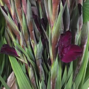 GLADIOLUS MÖRKRÖD/VINRÖD