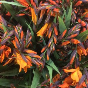 MONTBRETZIA MCKENZIE ORANGE