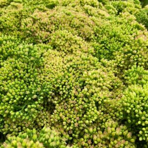 SEDUM SPECTABLE GRÖN-ROSA 55CM