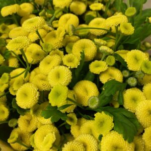 TANACETUM GUL