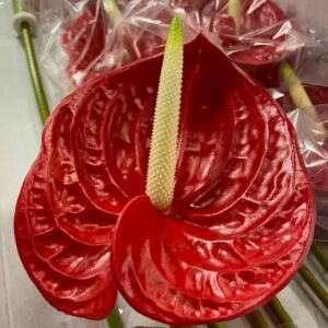 ANTHURIUM RÖD x12