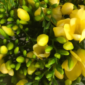 FREESIA GUL