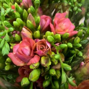 FREESIA PEACHY APRIKOS