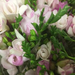 FREESIA DUBBEL ROSA
