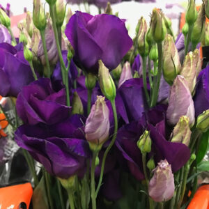 LISIANTHUS ENKEL BLÅ