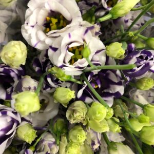LISIANTHUS BOHEMIAN BLACK VIOLET