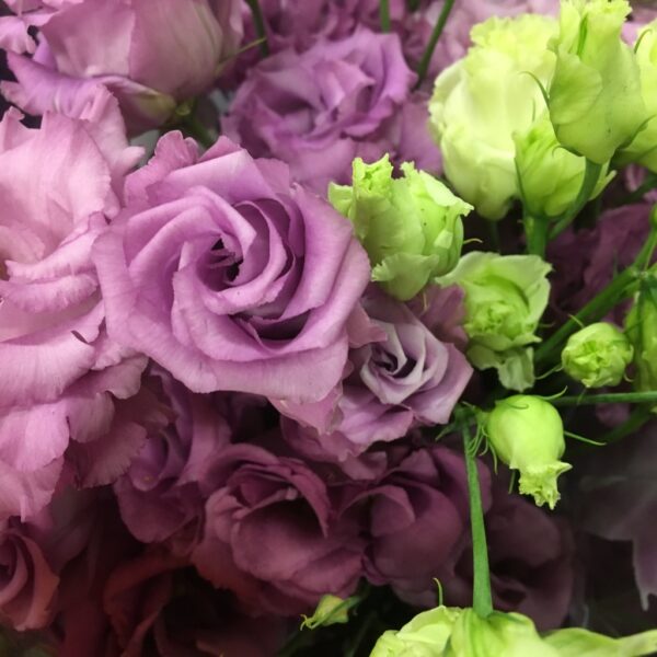 LISIANTHUS DUBBEL CELEB GRAPE ROSA/LILA