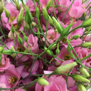 LISIANTHUS BOTANIC PINK