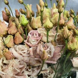 LISIANTHUS VIP FÄRGAD BROWNIES