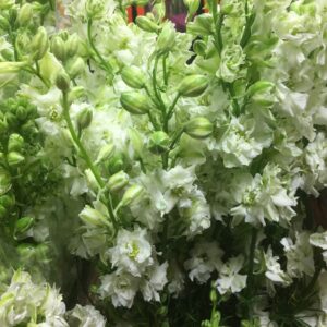 DELPHINIUM QIS AJACIS SOMMAR VIT