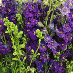 DELPHINIUM QIS AJACIS SOMMAR BLÅ