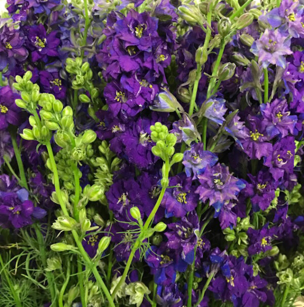 DELPHINIUM QIS AJACIS SOMMAR BLÅ